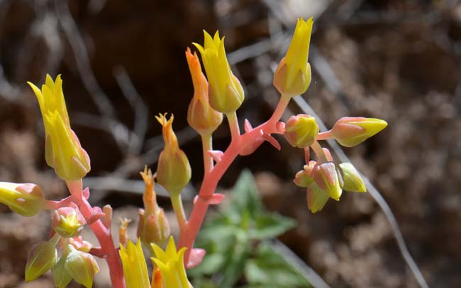 Dudleya collomiae saxosa, Gila County Live-forever, Southwest Desert Flora